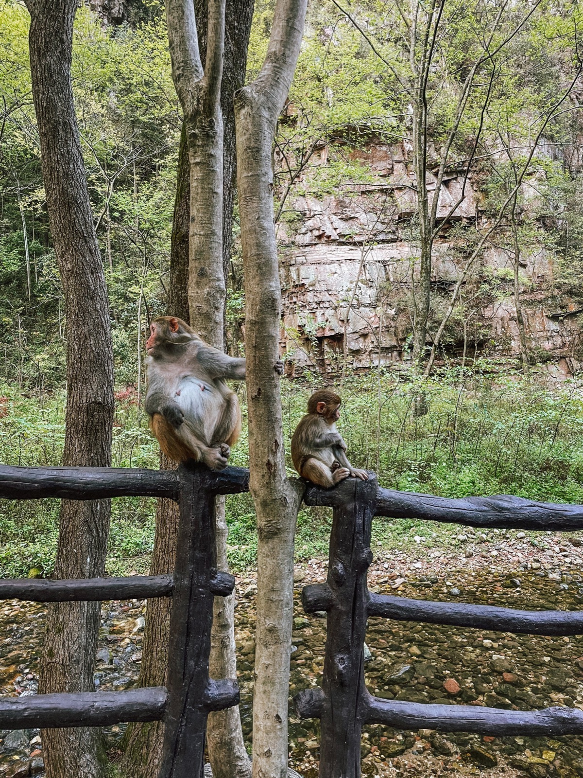 macaques are quite a common sight in the park. keep a safe and respectful distance