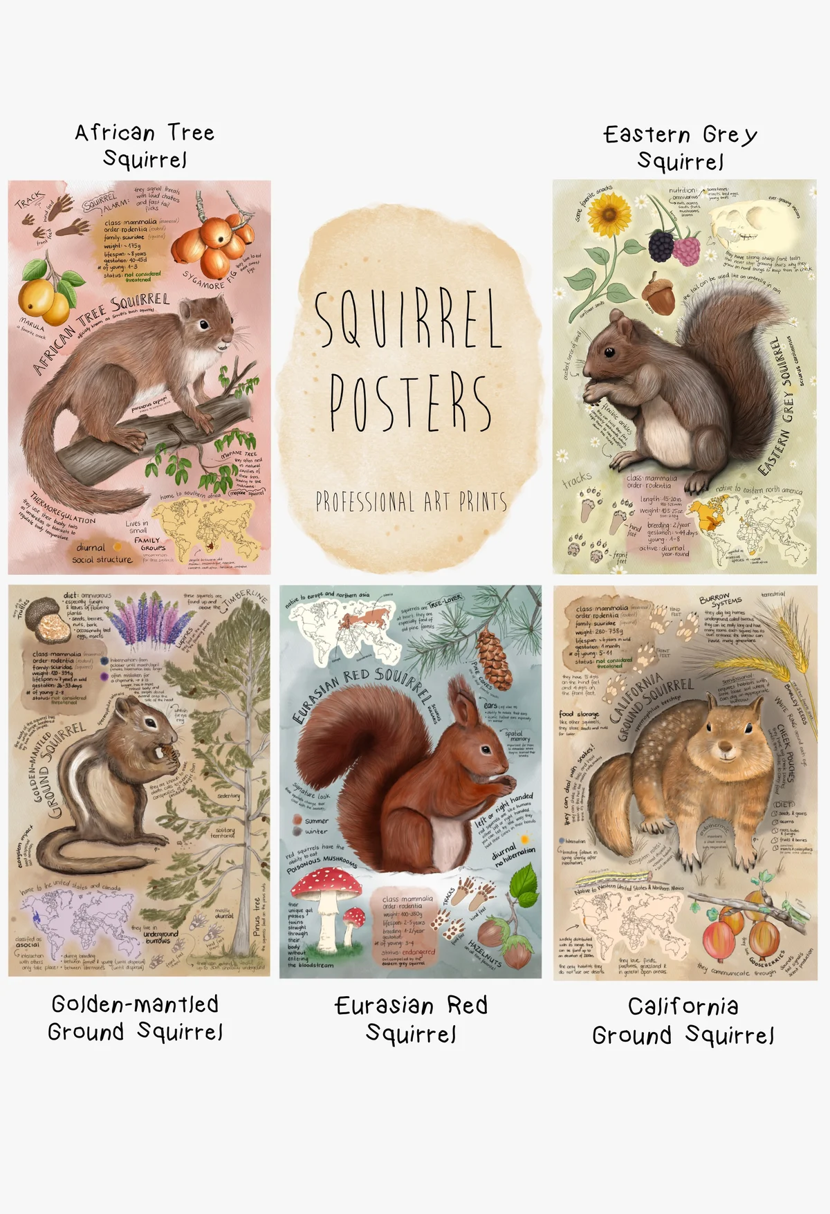 Squirrel Field Guide - Wallpaper Art Prints, The full set - all five plates