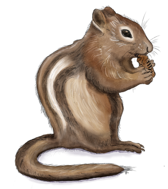 Evelyne's painting of a golden-mantled ground squirrel with a nut