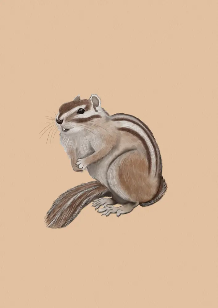 Colorado chipmunk