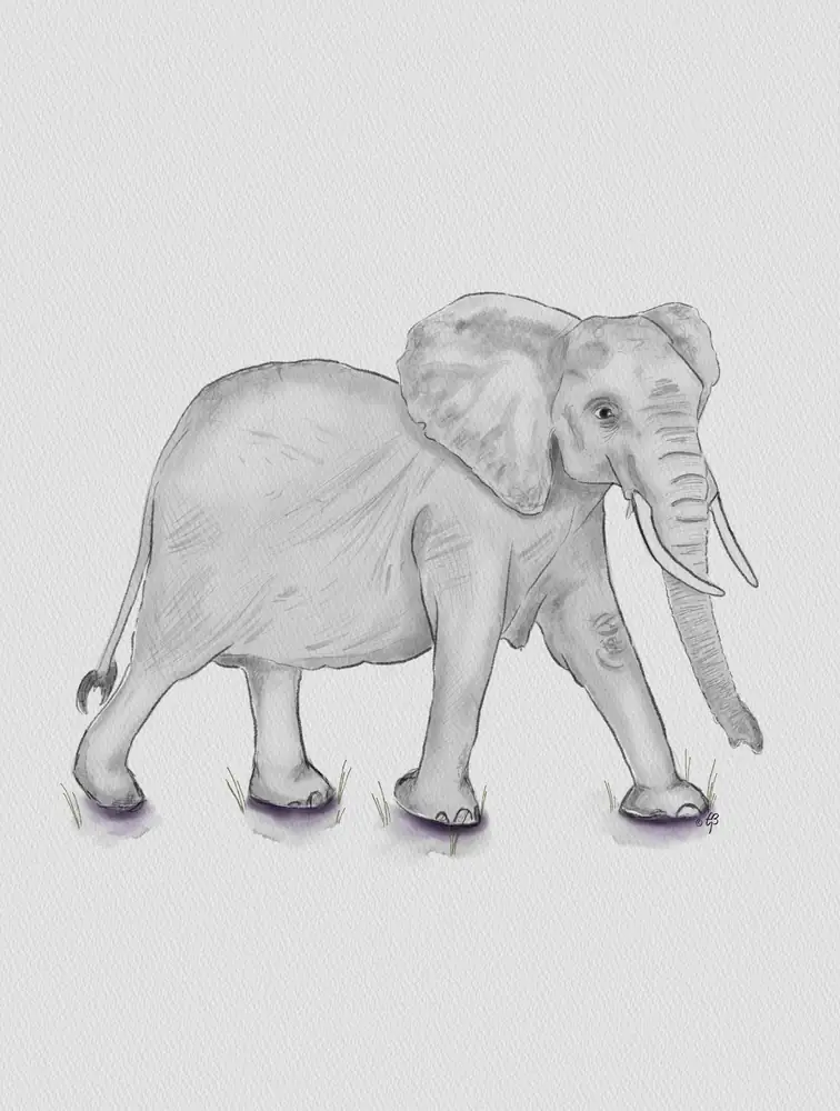 Elephant study