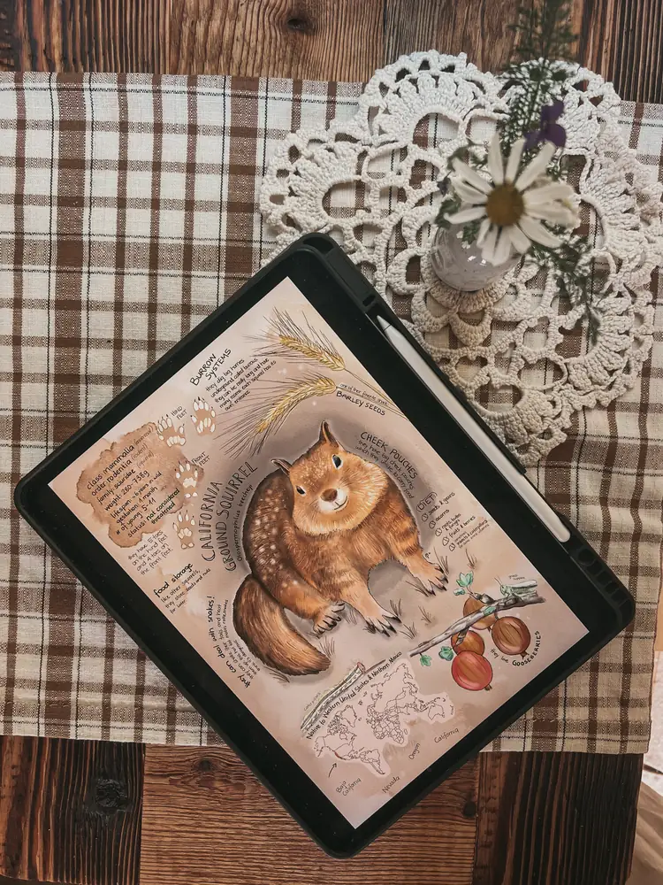 California Ground Squirrel - field notes
