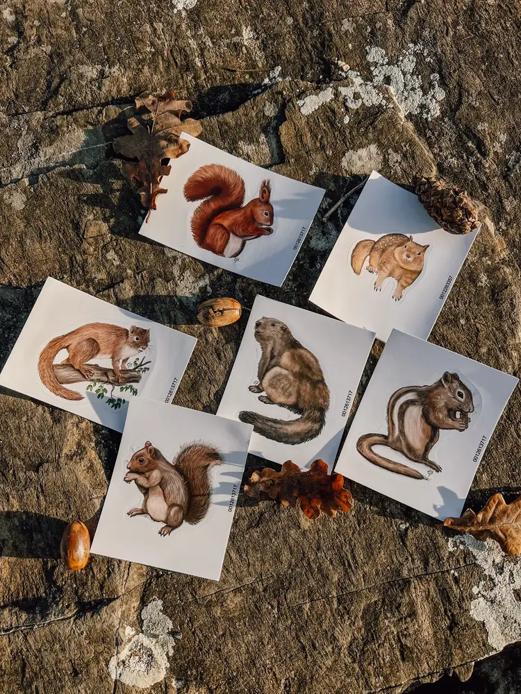 Squirrel stickers